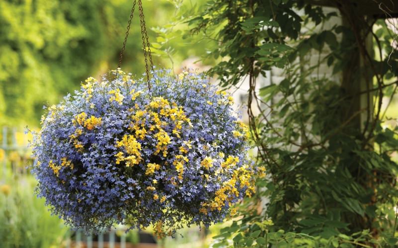 Выращивание лобелии на даче