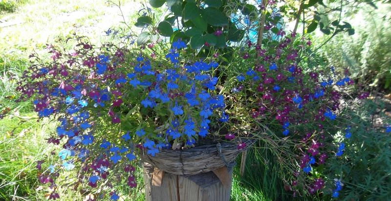 Выращивание лобелии на даче