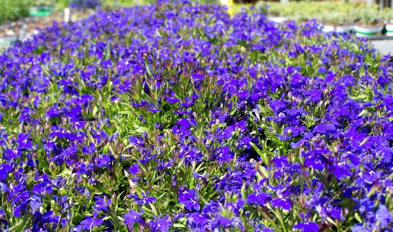 Выращивание лобелии на даче