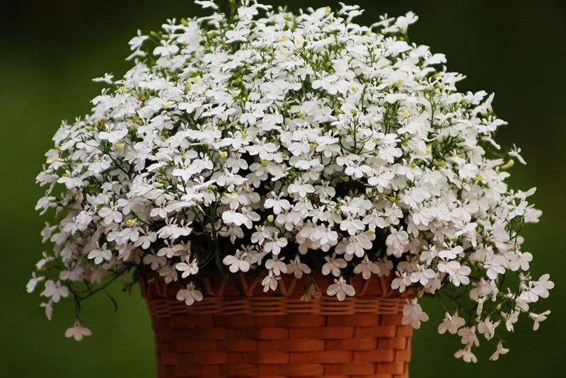 Выращивание лобелии на даче