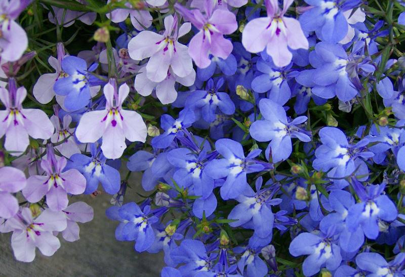 Выращивание лобелии на даче