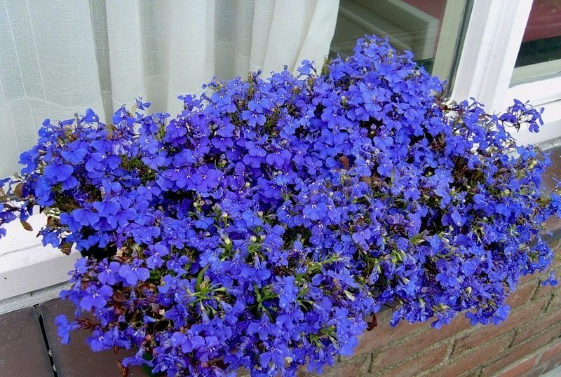 Выращивание лобелии на даче