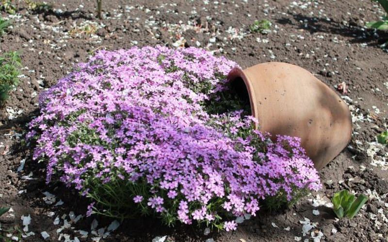 Выращивание лобелии на даче