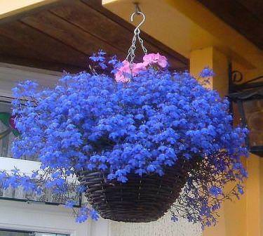 Лобелия очень ценится за долгое цветение, умение выносить как яркое солнце, так и полутень