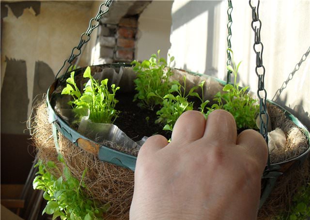 Практикуется и посадка лобелии в кашпо