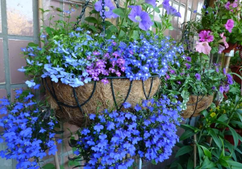 В контейнерах особенно красиво смотрятся ампельные сорта