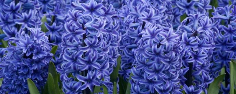 Ранние разновидности цветов имеют различные названия и радуют буйным цветением уже в марте-апреле