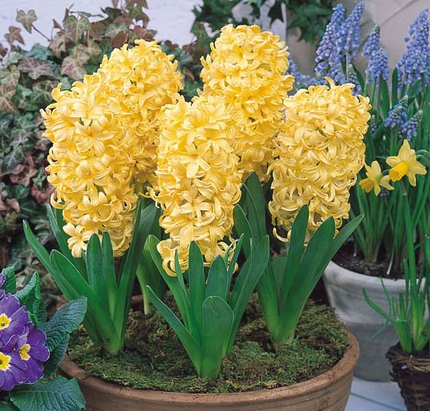 Необычно душист и красив гиацинт City of Haarlem (Сити оф Харлем), который также расцветает в одно время с ранними тюльпанами