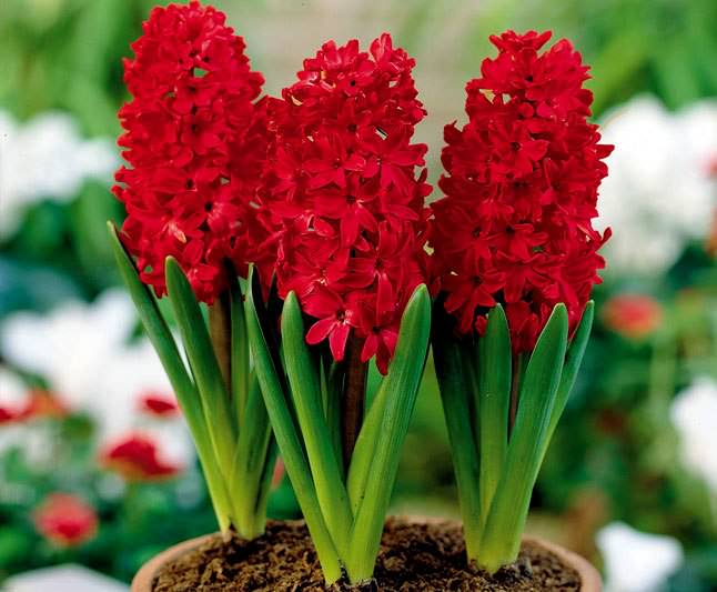 Ранний сорт — гиацинт Ян Бос с темно-малиновыми цветками. Его яркие душистые соцветия будут радовать в течение 2-3 недель