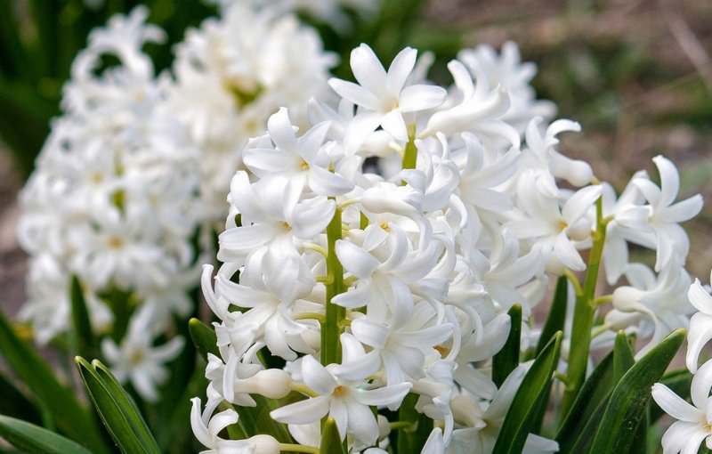 Каждый гиацинт значение слова имеет свое, так, белый символизирует искреннюю возвышенную любовь