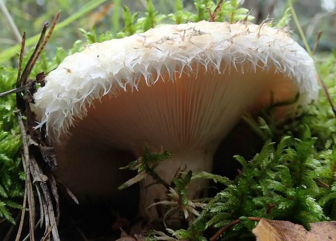 Несколько реже на лугу встречаются грузди