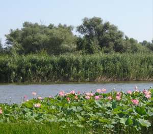 Что посадить в низовье
