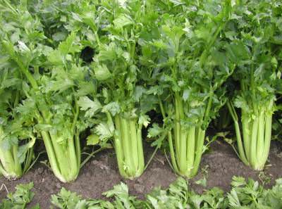 Почему сельдерей не прижился