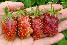 Как вырастить земклубнику в домашних условиях