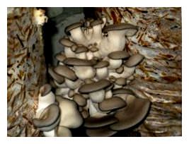 Ответ на Какие грибы эффективнее выращивать в подвале гаража