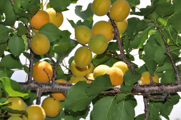 Ответ на Проблема с абрикосом