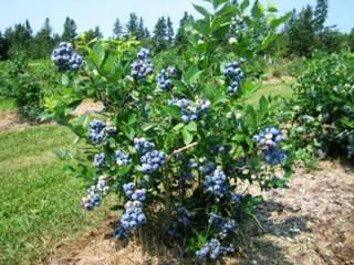 Как вырастить голубику