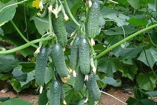 Как увеличить налив огурцов в теплице