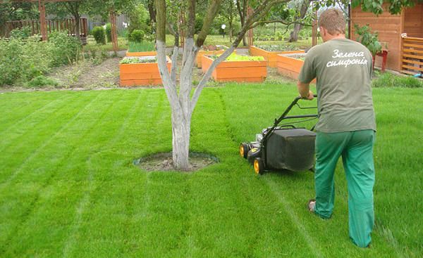 Ответ на Насколько эффективен зеленый покупной газон