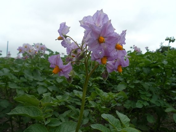 Ответ на Обрывать ли цветки на картофеле