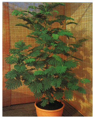 Ответ на Как правильно вырастить дерево альбицию помпадур на приусадебном участке с климатом московской области