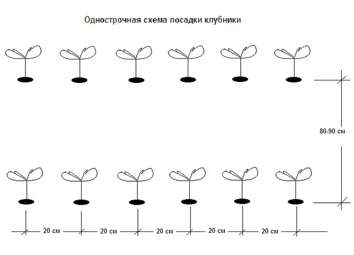 Высаживая клубнику сорта Марышка, следует соблюдать дистанцию, между кустами оставлять примерно 20-30 см