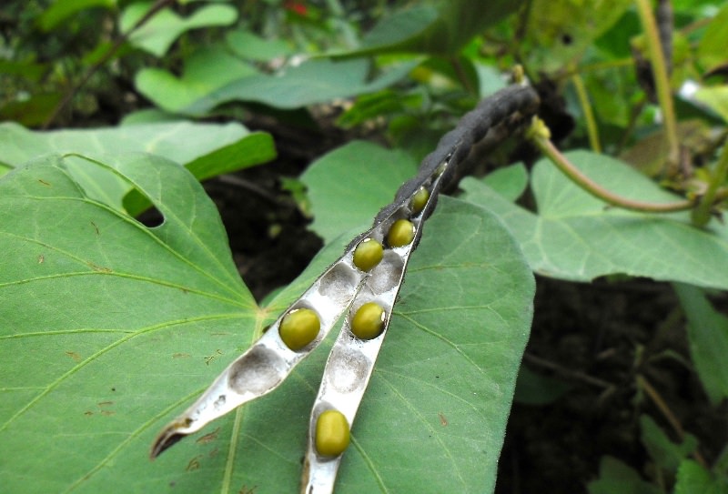 Растение неприхотливо к почвам, практически не требует поливов, но положительно реагирует на рыхление после каждого дождя