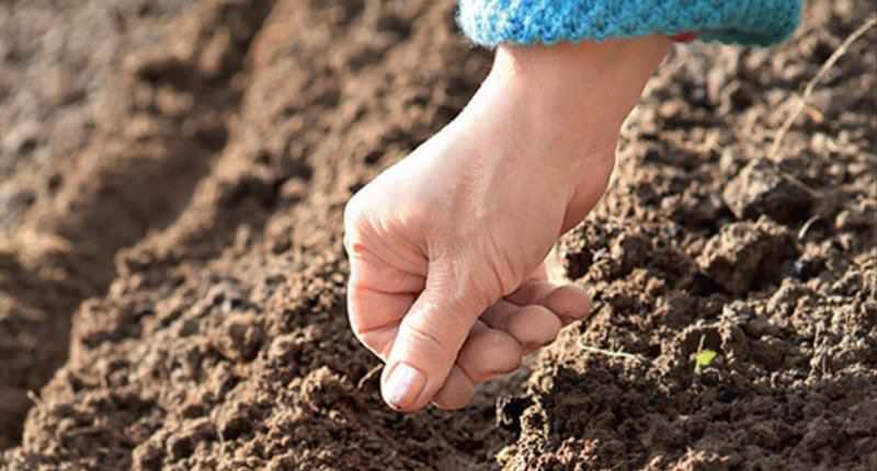 В России грибы возведены в статус национальной еды