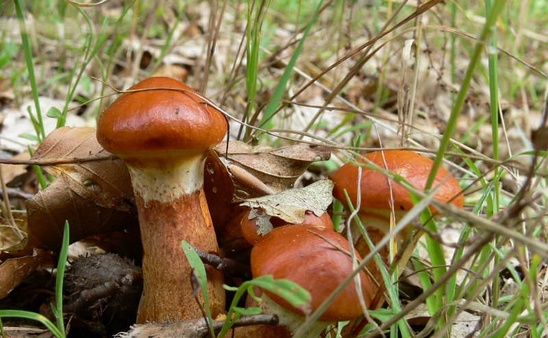 Масленок, очень питательный гриб