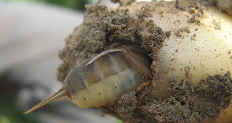 Во взрослое насекомое, яйца способны превратиться всего за некоторое количество недель