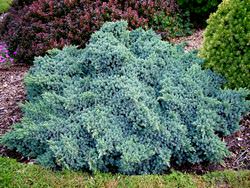 Ландшафтный дизайн любого участка украсят кустарники с голубоватой хвоей