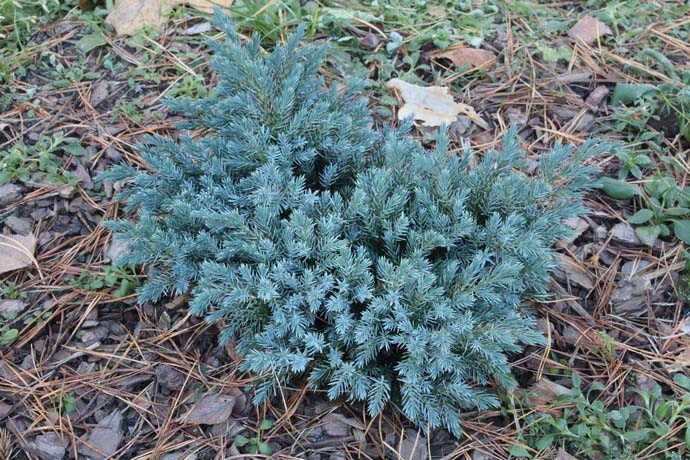 Для лучшего произрастания можжевельника blue рекомендуется его посадка на участках с хорошим освещением