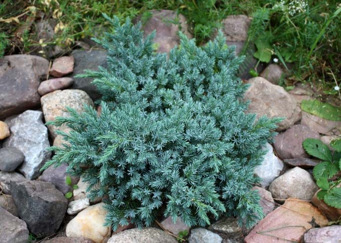 Ни сильные морозы, ни яркое весеннее солнце сорту Блю стар не опасны