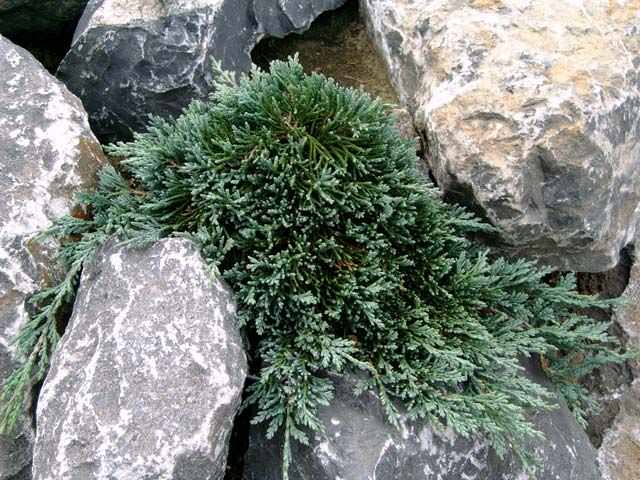 У вечнозеленого Айс блю длинные стелющиеся побеги, которые образуют голубовато-зеленый ковер