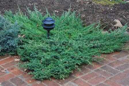 Можжевельник Нана — особый вид можжевельника