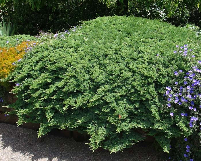 Можжевельник данного вида растет в виде очень низкого куста