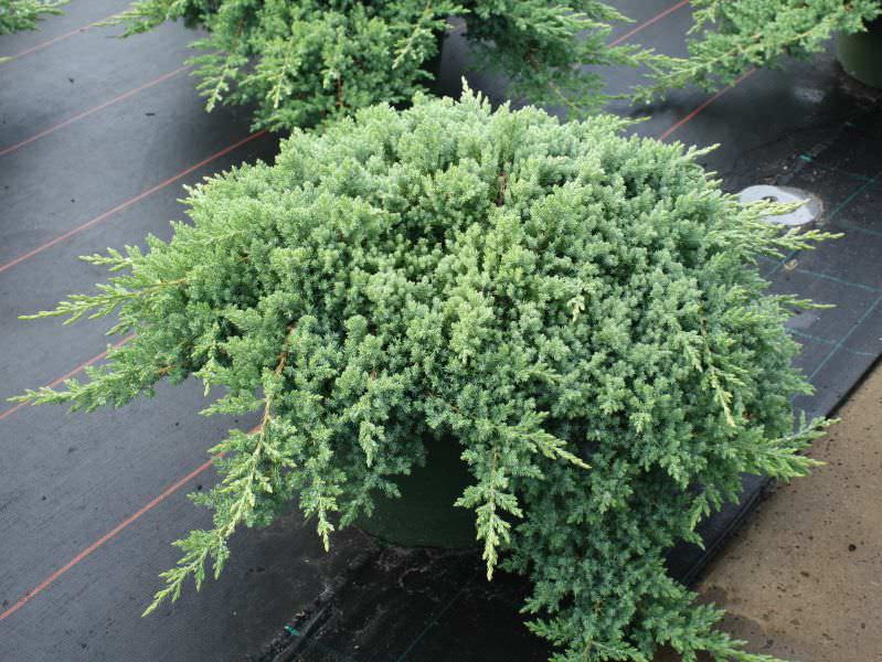 Можжевельники относятся к тем видам растений, которые плохо переносят тень. Поэтому высаживать его лучше всего на солнечное место