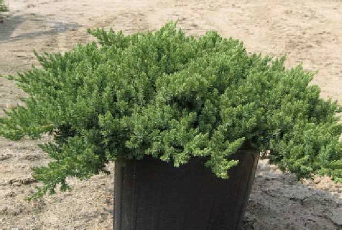 Правильная посадка можжевельника Нана в грунт — это уже половина успеха