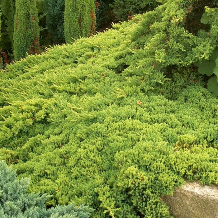 Уход за можжевельником Нана очень простой