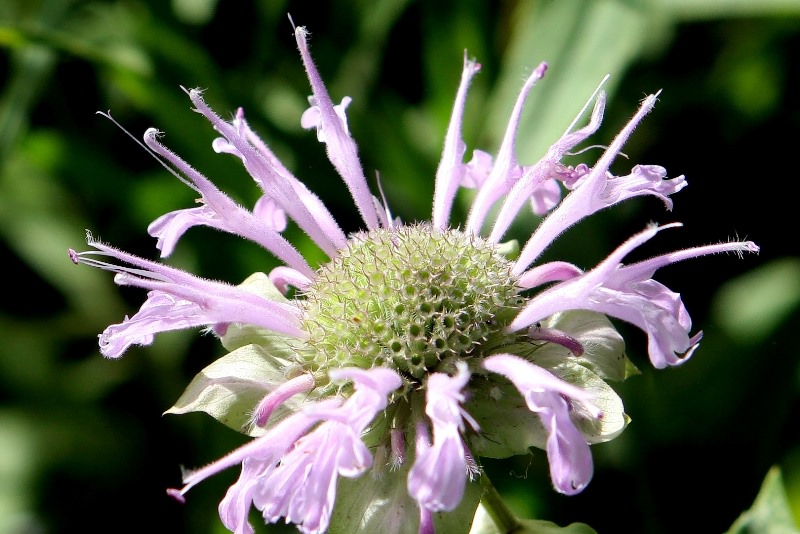 Монарда - душистое украшение территории любого сада