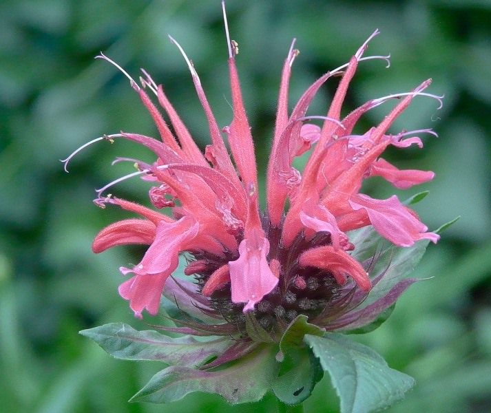 Монарда - душистое украшение территории любого сада