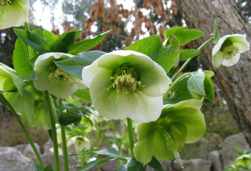 Морозник: трогательное украшение зимнего сада