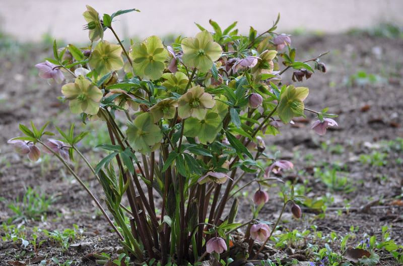 Морозник: трогательное украшение зимнего сада