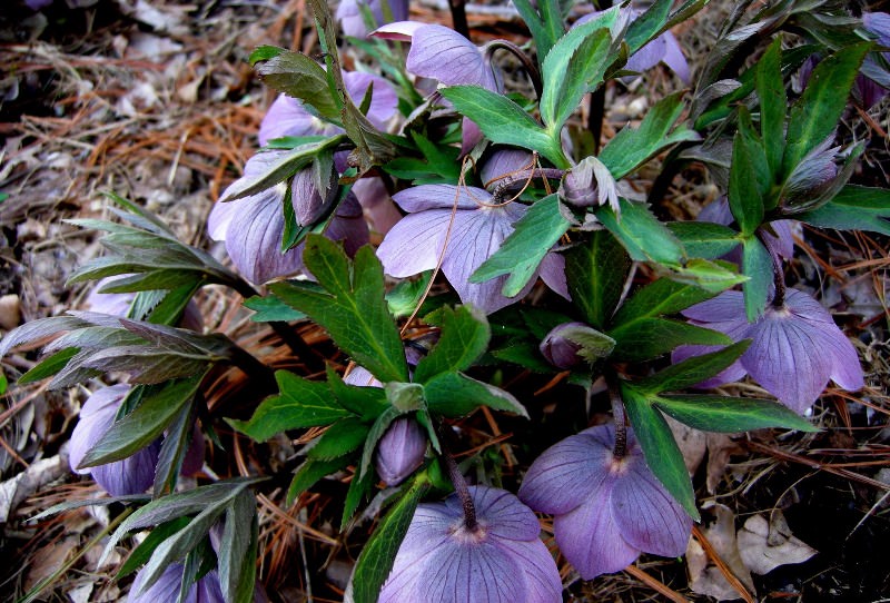 Морозник: трогательное украшение зимнего сада