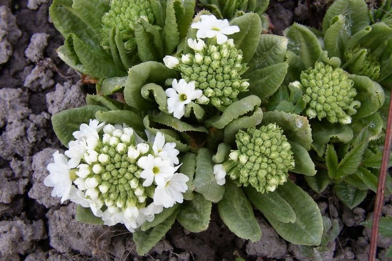 Морозник: трогательное украшение зимнего сада