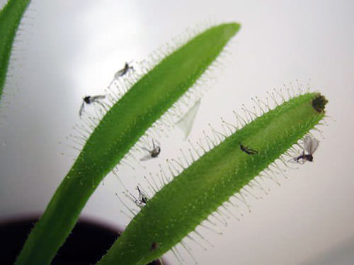 Как избавится от черных мошек на комнатных растениях