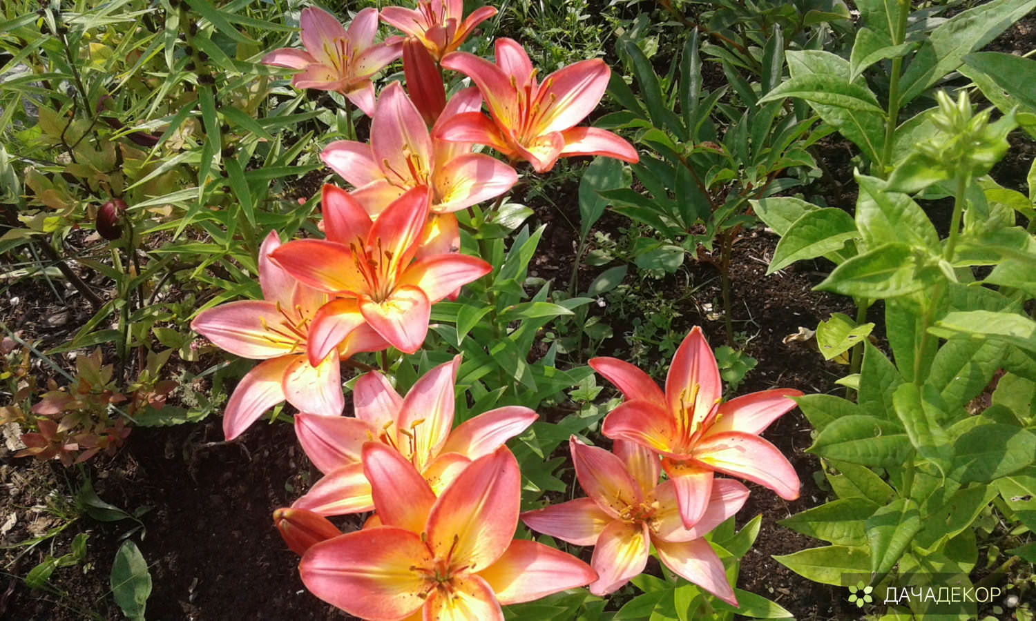 Целый мир на 6 сотках