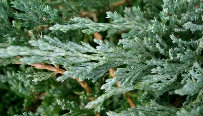Стелющийся можжевельник имеет коротенькие чешуйчатые иглы