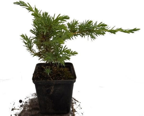 Почва, предназначенная для высадки стелющегося можжевельника в контейнер, должна состоять из 50% торфа и 50% песка