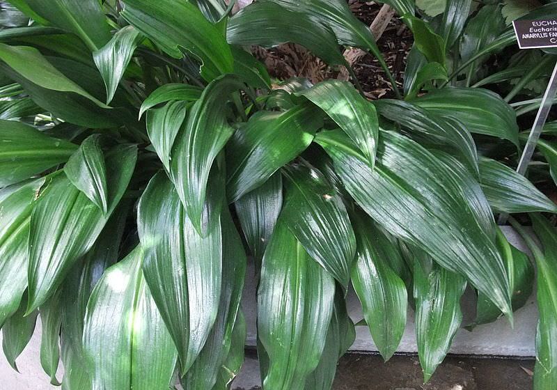 Ситуация, когда эухарис не цветет, отнюдь не является редкостью, а, скорее, служит тенденцией